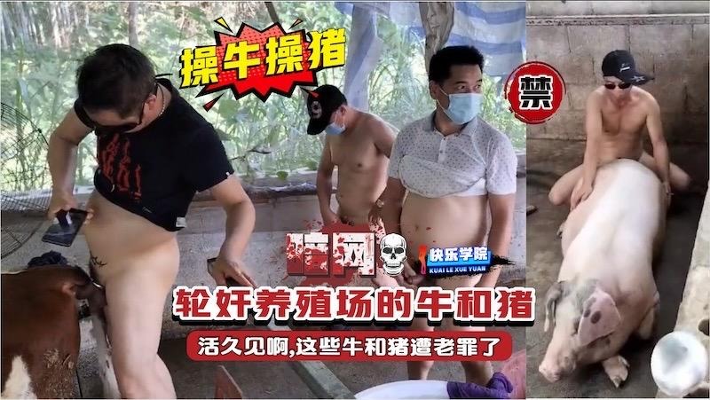 【操牛操猪】轮奸养殖场的牛和猪  活久见啊  这些牛和猪遭老罪了