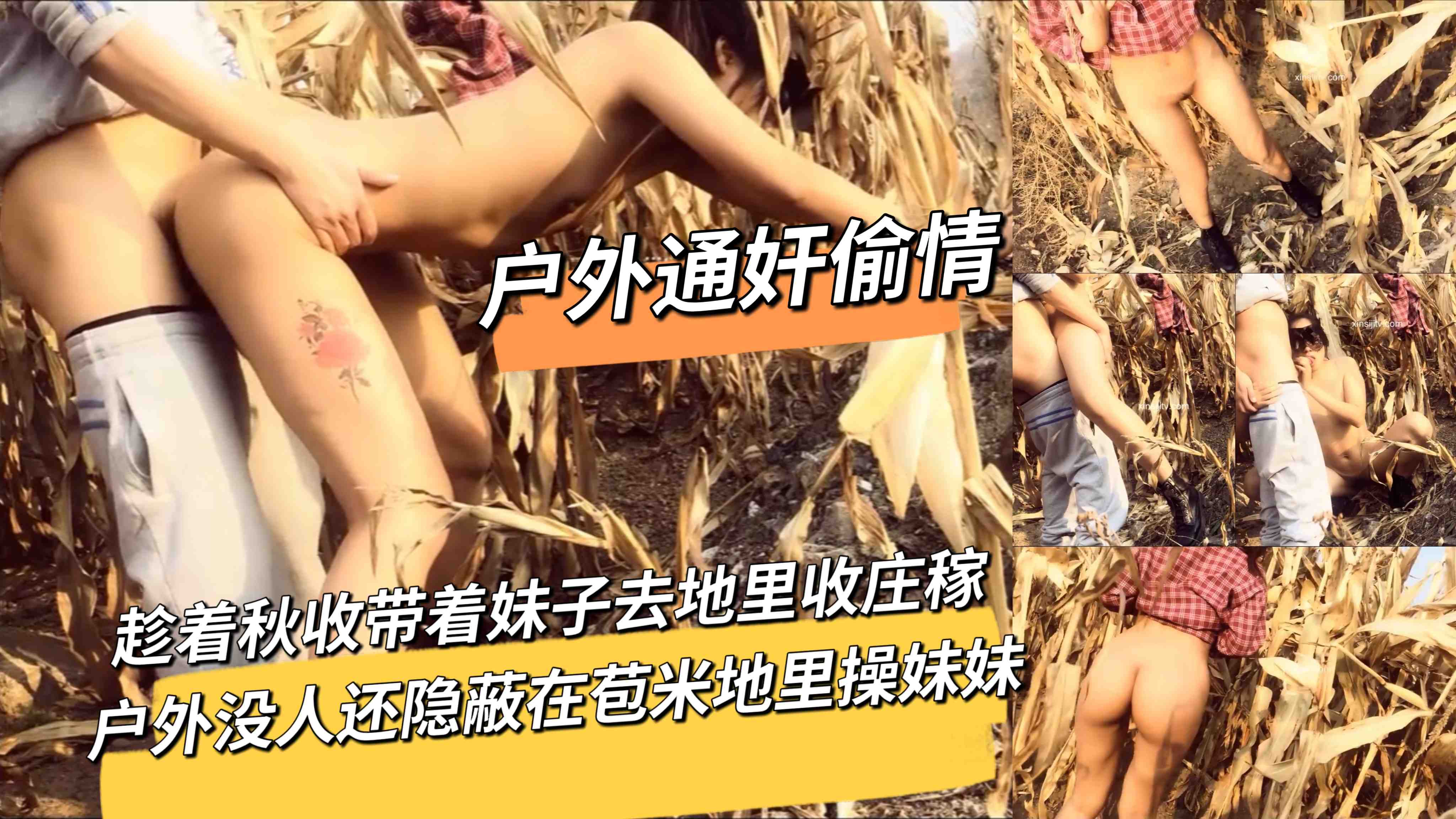 趁着秋收带着妹子去地里收庄稼户外没人还隐蔽在苞米地里操妹妹_LLD